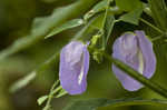 Butterflypea